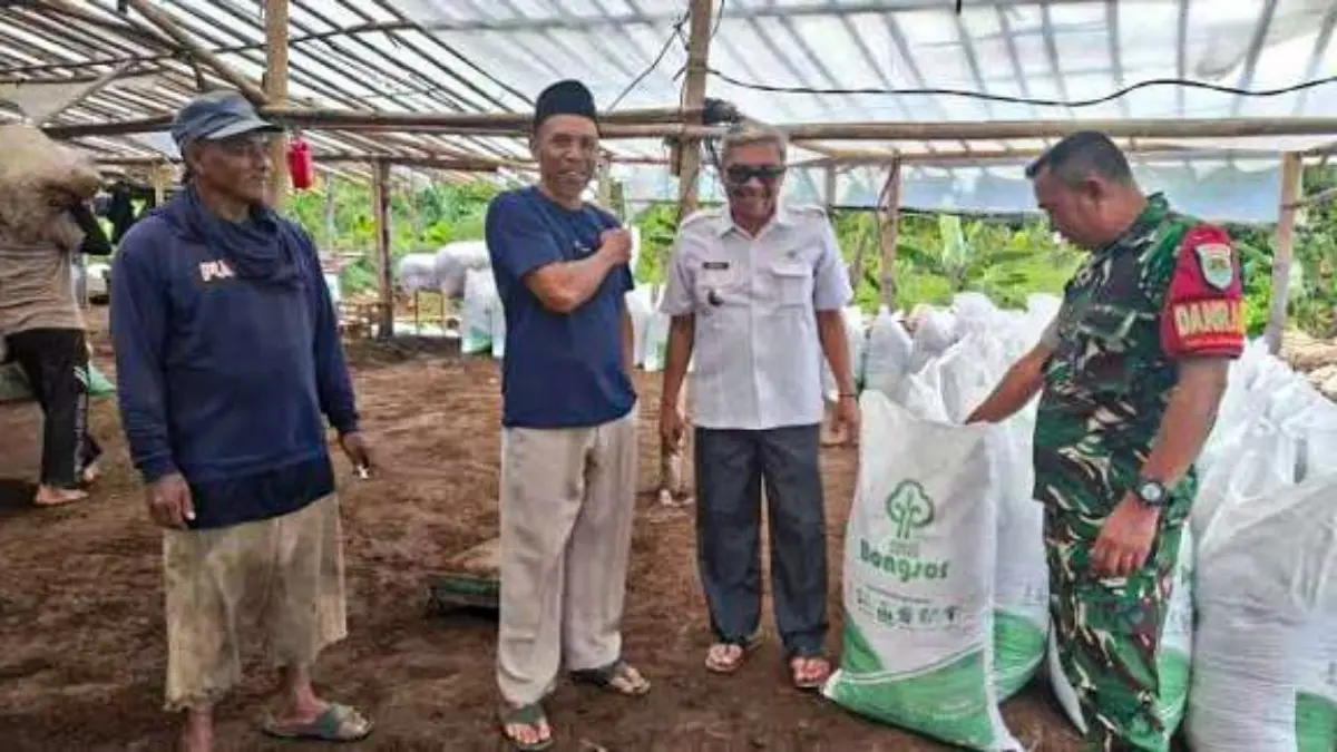 Solusi Limbah dan Mahalnya Pupuk, Bongsor Jadi Andalan Petani