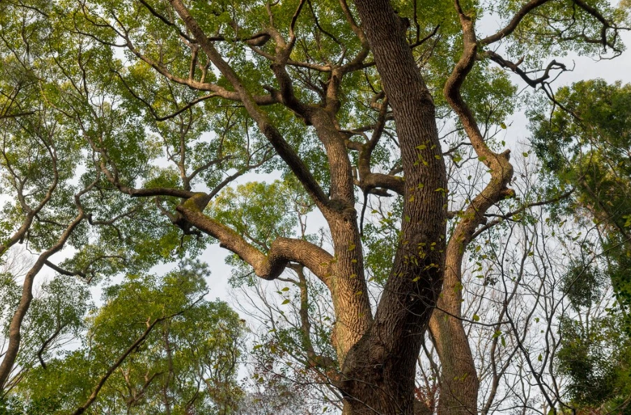 10 Pohon Penahan Longsor Paling Ampuh untuk Daerah Rawan 10 Pohon Penahan Longsor Paling Ampuh untuk Daerah Rawan