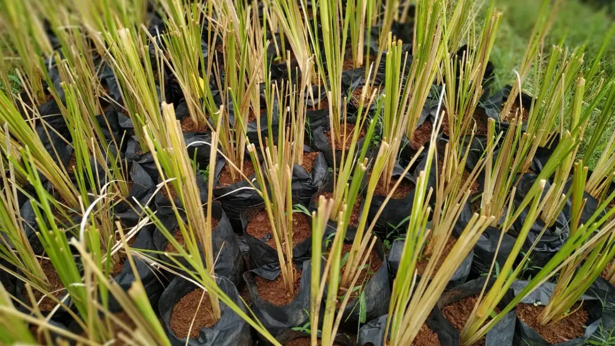 7 Tanaman Pencegah Longsor yang Bisa Ditanam di Lereng dan Halaman Rumah