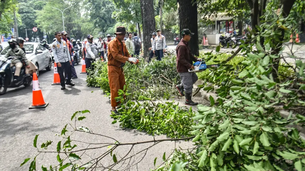 Upaya Mitigasi Bencana, Pemkot Bandung Mulai Pangkas Pohon di Supratman-Riau Upaya Mitigasi Bencana, Pemkot Bandung Mulai Pangkas Pohon di Supratman-Riau