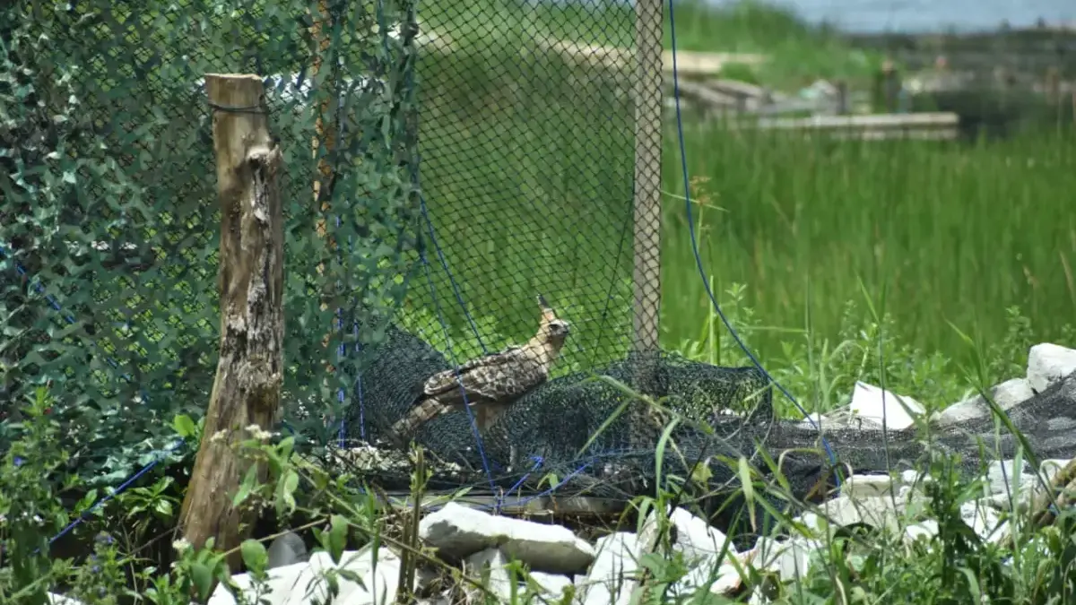 Ancaman Kepunahan Masih Mengintai, Pemerintah dan Mitra Konservasi Lepasliarman Elang Jawa di TNGGP
