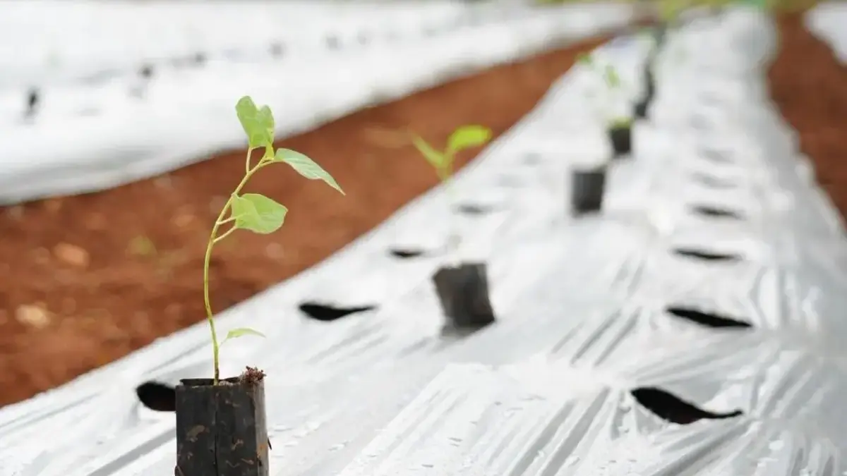 Gerakan Tanam Cabai, Strategi Pemkab Bogor Kendalikan Inflasi Daerah. FOTO DISKOMINFO