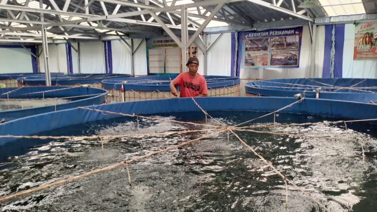 Ijan Sukses Kembangkan Budidaya Ikan Bebeong Khas Sungai Citanduy, Perkilo Capai Rp150 Ribu Ijan Sukses Kembangkan Budidaya Ikan Bebeong Khas Sungai Citanduy, Perkilo Capai Rp150 Ribu