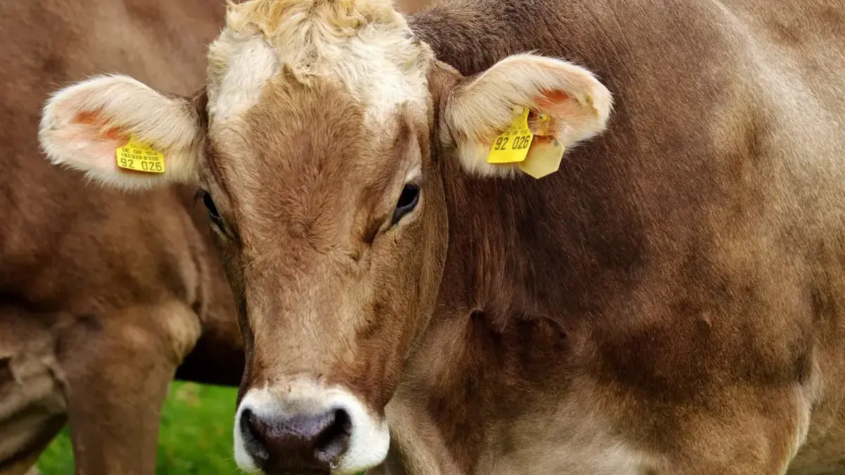 Kementan Pastikan Pasokan Daging Sapi Aman, Peternak Terlindungi Jelang Akhir Tahun
