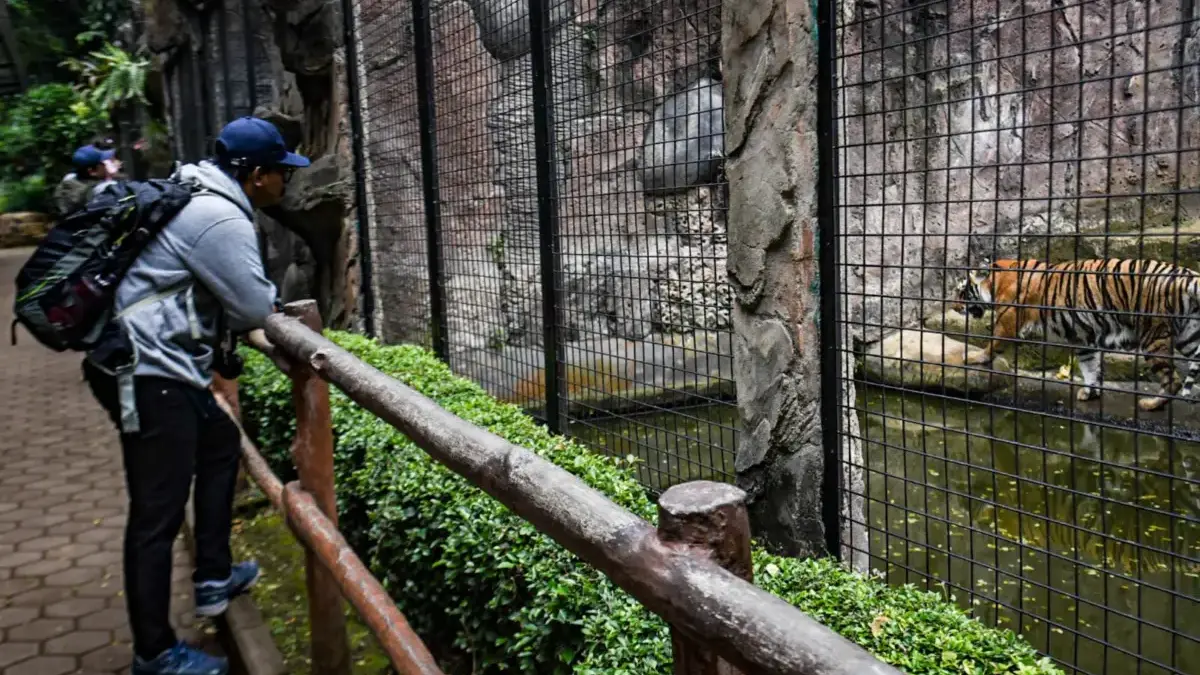 Organisasi Pelindung Satwa Kembali Sorot Krisis di Bandung Zoo