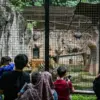Bandung Zoo Sempat Ditutup, Manajemen Buka Gerbang Lantaran Animo Pengunjung Tinggi