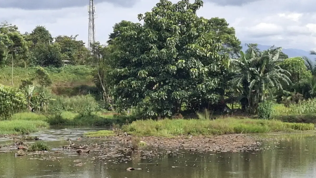 Situ Cimanggis Bogor Alami Pendangkalan Parah, Petani Ikan Terimbas Kondisi Situ Cimanggis Bogor dangkal. Foto : Sandika /jabarekspres.com