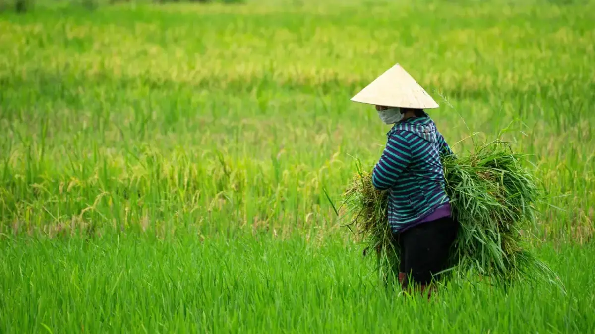 Menembus Pasar Ekspor, Mendag Dorong Petani Genjot Produksi Pangan 