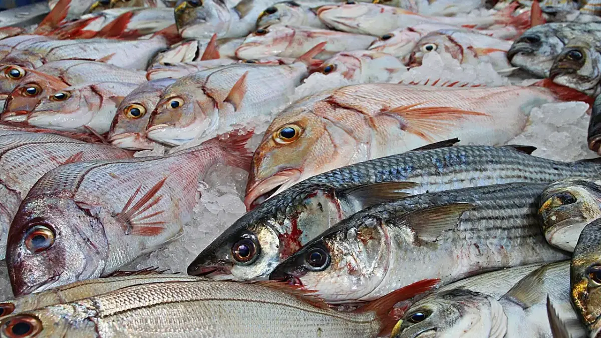 Hilirisasi Perikanan Kian Menguat, Investasi Tembus Rp7,82 Triliun hingga Triwulan III