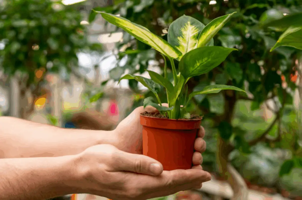 Daftar Tanaman Hias Pembawa Rezeki 2026: Rumah Penuh Aura Positif!