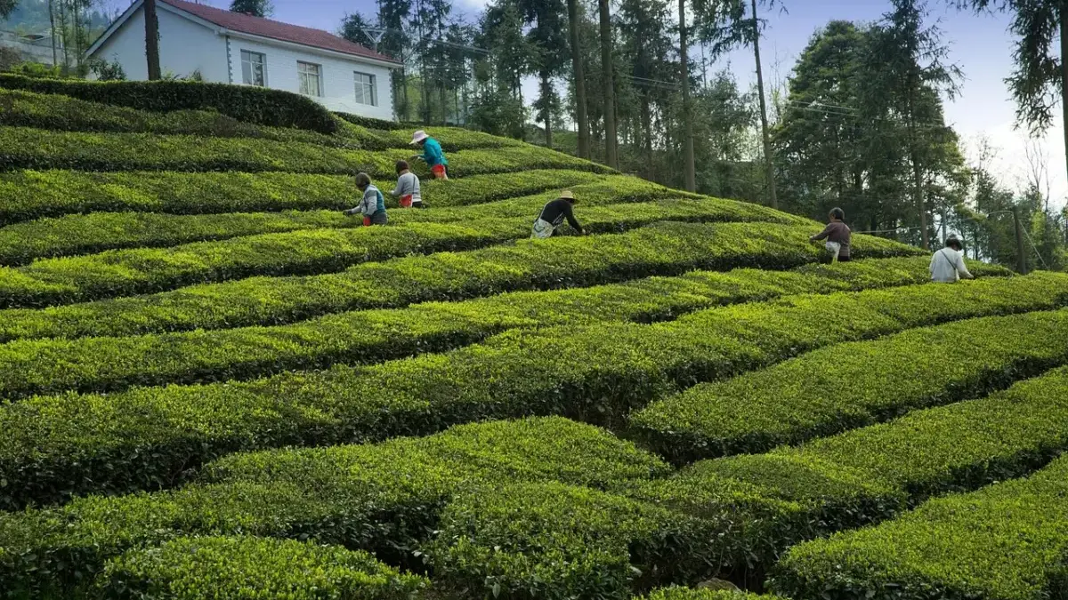 Dinilai Bisa Jadi Aset Ekonomi Hijau, DTI akan Tingkatkan Kebun Teh Rakyat 