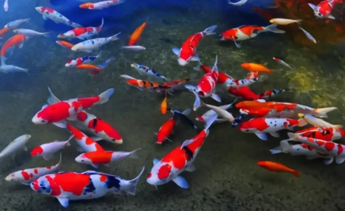5 Ikan Hias Termahal, Laku Terjual dengan Harga Miliaran Rupiah