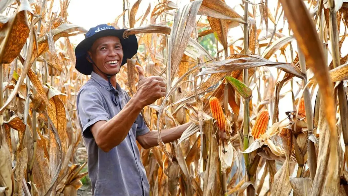 Stok Jagung Indonesia Aman, Impor Dihentikan dan Peluang Ekspor Terbuka Stok Jagung Indonesia Aman, Impor Dihentikan dan Peluang Ekspor Terbuka