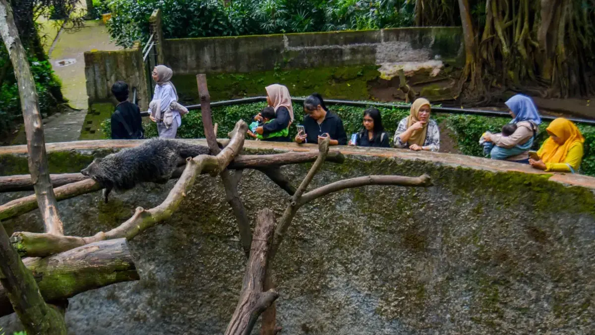Pengunjung memotret koleksi satwa Binturong di Kebun Binatang Bandung, Rabu (21/1). Foto: Dimas Rachmatsyah /