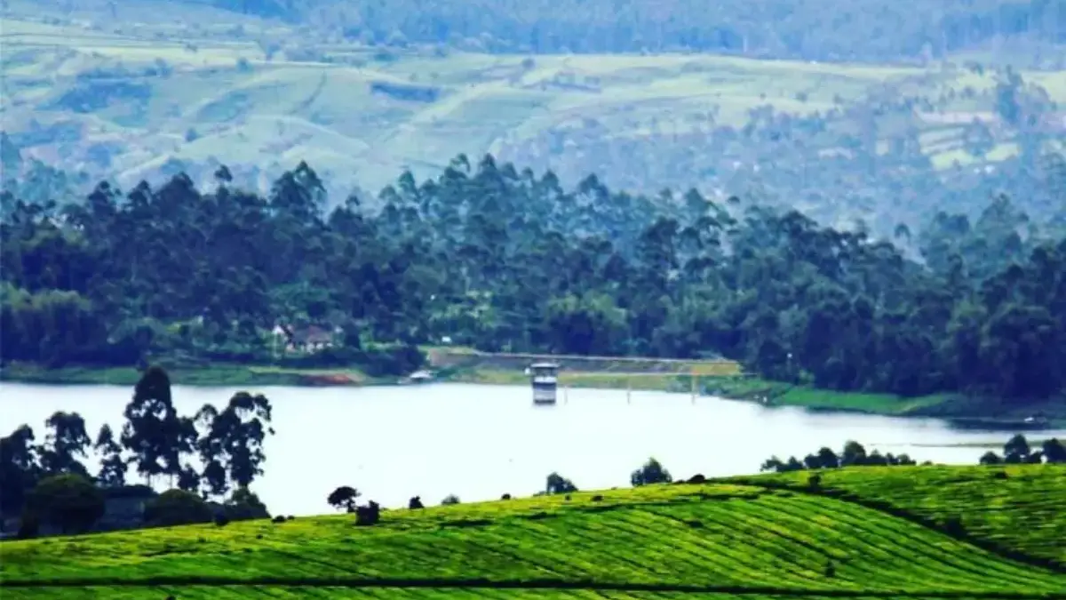 Lahan perkebunan teh di Pangalengan/