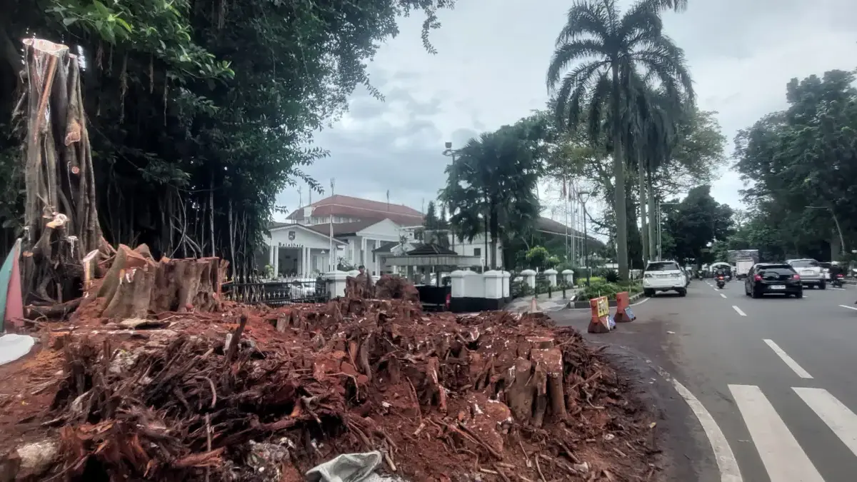 Pohon karet kebo depan gedung Balai Kota Bogor yang telah selesai dilakukan pemangkasan hingga ke bagian akar,