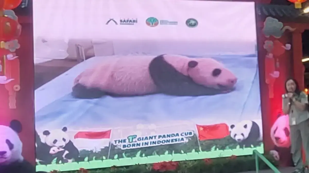 Bayi Panda Pertama Lahir di Indonesia, Tumbuh Sehat dengan Nama Satrio Wiratama 