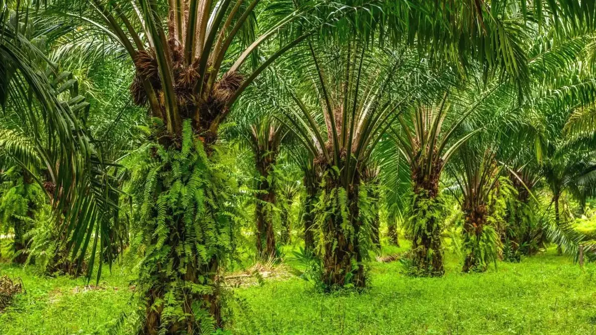 Soal Penertiban Kawasan Hutan, Begini Kata Pakar Hukum Soal Penertiban Kawasan Hutan, Begini Kata Pakar Hukum