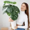 Koleksi 5 Tanaman Hias Pembawa Rezeki Ini, Dijamin Penuh Energi Positif!