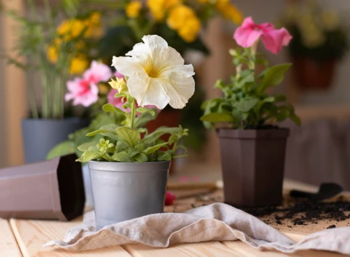 5 Tanaman Pembawa Hoki yang Wajib Ada di Rumah agar Karier Lancar 5 Tanaman Pembawa Hoki yang Wajib Ada di Rumah agar Karier Lancar