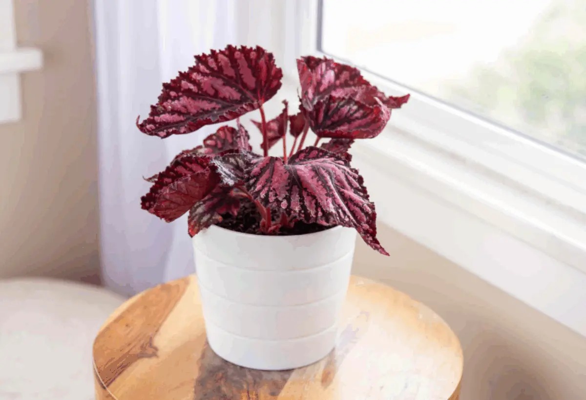 Daftar Tanaman Hias yang Paling Diburu Tahun 2026, Jadi Favorit Karena Bikin Rumah Makin Estetik