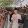 Anggota DPR RI Komisi IV, Dadang M. Naser, mendistribusikan 12.000 ekor ayam petelur kepada kelompok peternak