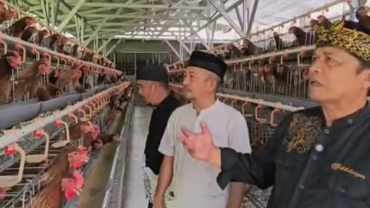 Anggota DPR RI Komisi IV, Dadang M. Naser, mendistribusikan 12.000 ekor ayam petelur kepada kelompok peternak