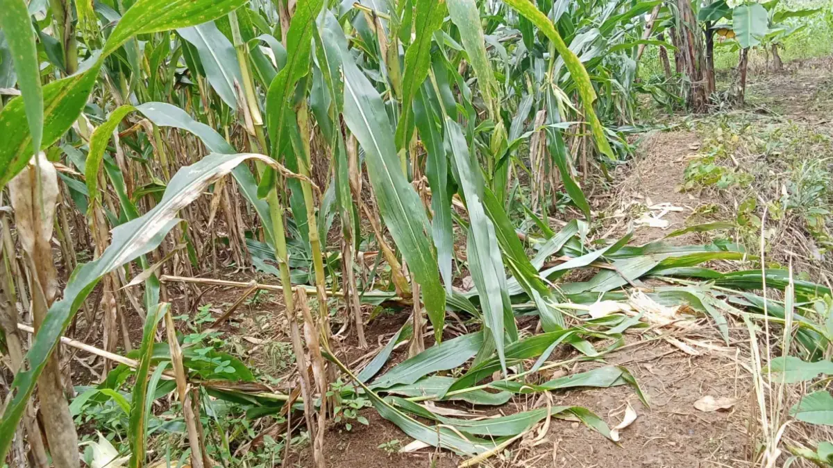 Kebun jagung milik warga dirusak satwa liar di wilayah Imbanagara Kabupaten Ciamis belum lama ini. (Cecep Herd