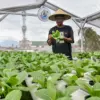 Pekerja memeriksa tanaman hidroponik pakcoy yang ditanam di atap rumah Bara Hidro di Jalan Babakan Ciparay