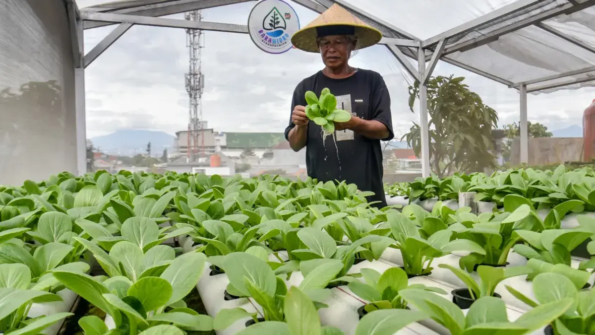 Bara Hidro, Urban Farming di Suka Asih yang Hasilkan Manfaat Ekonomi bagi Warga Pekerja memeriksa tanaman hidroponik pakcoy yang ditanam di atap rumah Bara Hidro di Jalan Babakan Ciparay