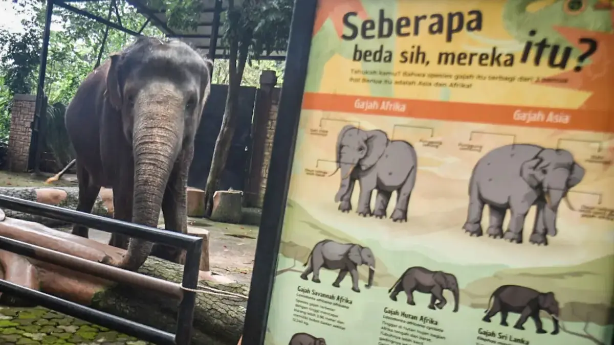 Soroti Ada Dugaan Stres Satwa Bandung Zoo, Geopix Desak Pengelola dan Pemerintah Lakukan Evaluasi Menyeluruh Soroti Ada Dugaan Stres Satwa Bandung Zoo, Geopix Desak Pengelola dan Pemerintah Lakukan Evaluasi Menyeluruh