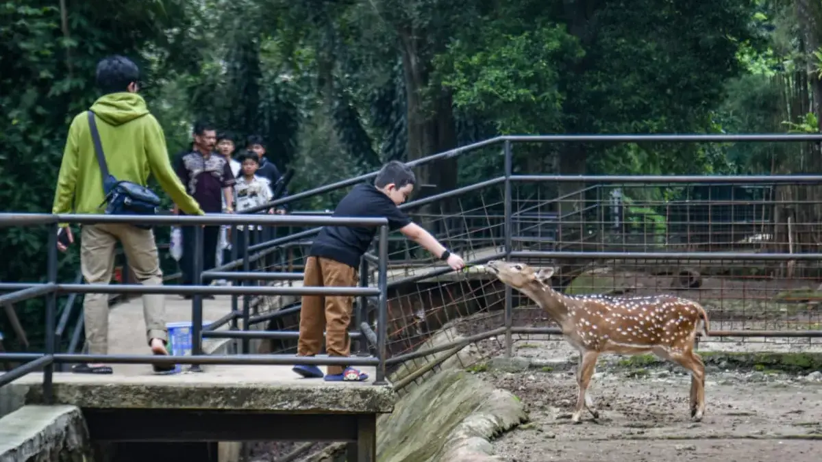 Pengunjung memberi makan satwa rusa di Kebun Binatang Bandung. Foto: Dimas Rachmatsyah / Jabar Ekspres
