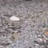 Ribuan ikan di Situ Citongtut, Gunungputri, Kabupaten Bogor, ditemukan mati mendadak dan mengapung di permukaa
