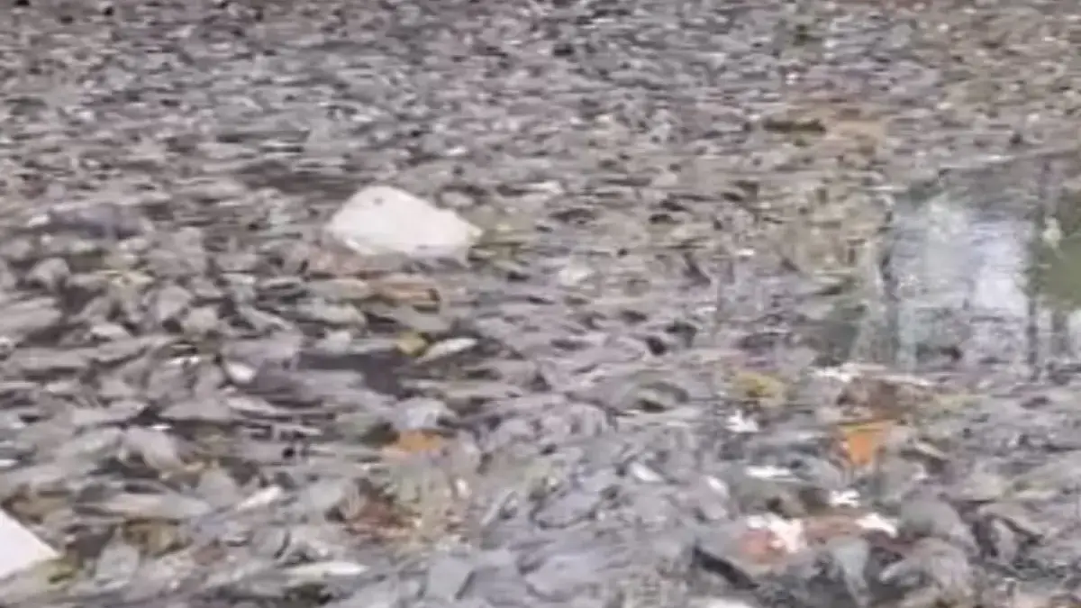 Ribuan ikan di Situ Citongtut, Gunungputri, Kabupaten Bogor, ditemukan mati mendadak dan mengapung di permukaa