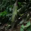 Amorphophallus titanum atau Bunga Bangkai Raksasa di Kebun Raya Bogor. Foto: Humas Kebun Raya Bogor