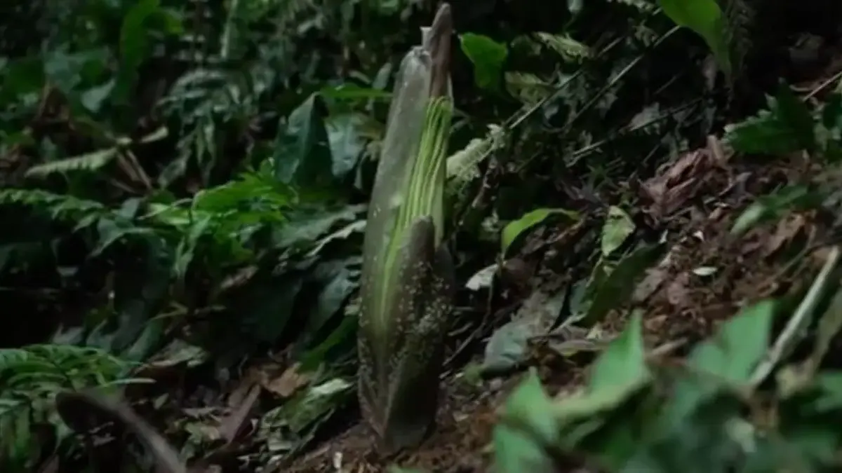Bunga Bangkai Raksasa di Kebun Raya Bogor Mulai Memasuki Fase Mekar Amorphophallus titanum atau Bunga Bangkai Raksasa di Kebun Raya Bogor. Foto: Humas Kebun Raya Bogor
