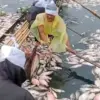 Ribuan ikan di KJA Perairan Waduk Saguling, Bandung Barat mati massal/Dok istimewa
