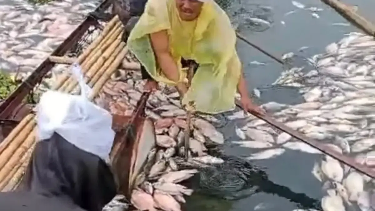 Ribuan Ikan KJA di Waduk Saguling Mati Mendadak, Petani Terancam Rugi Besar Ribuan ikan di KJA Perairan Waduk Saguling, Bandung Barat mati massal/Dok istimewa