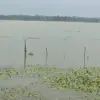 Area pesawahan di Kecamatan Padaherang kembali terendam banjir. Warga menuntut penangan serius dari pemerintah