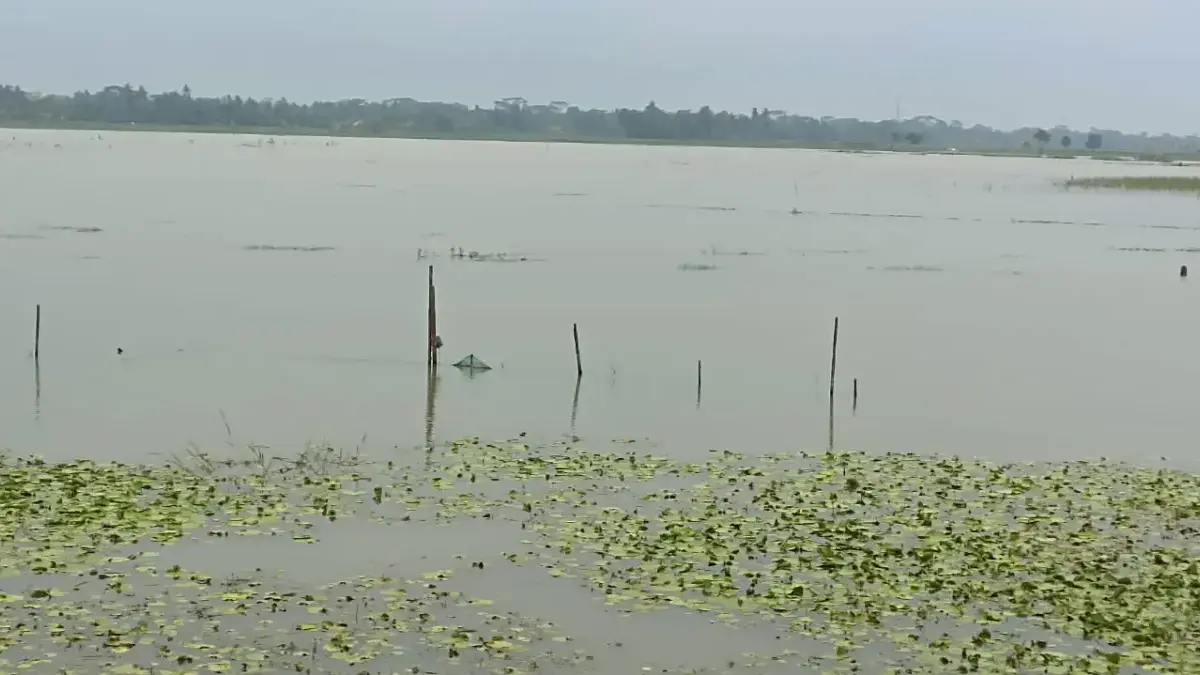 Area pesawahan di Kecamatan Padaherang kembali terendam banjir. Warga menuntut penangan serius dari pemerintah