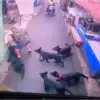 . Tangkap layar rekaman CCTV saat gerombolan 5 ekor anjing serang anak berusia 4 tahun di wilayah Andir