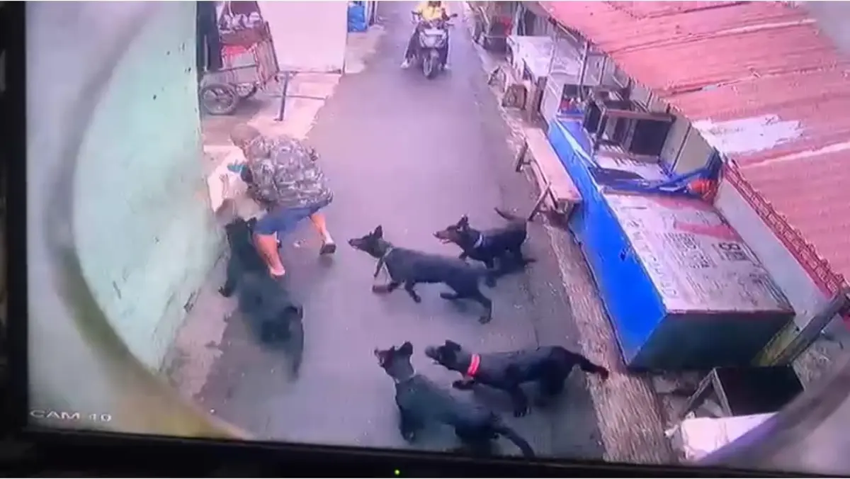 . Tangkap layar rekaman CCTV saat gerombolan 5 ekor anjing serang anak berusia 4 tahun di wilayah Andir