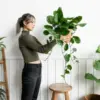 Rumah Lebih Sehat dan Segar dengan 5 Tanaman Hias Pembersih Udara Ini