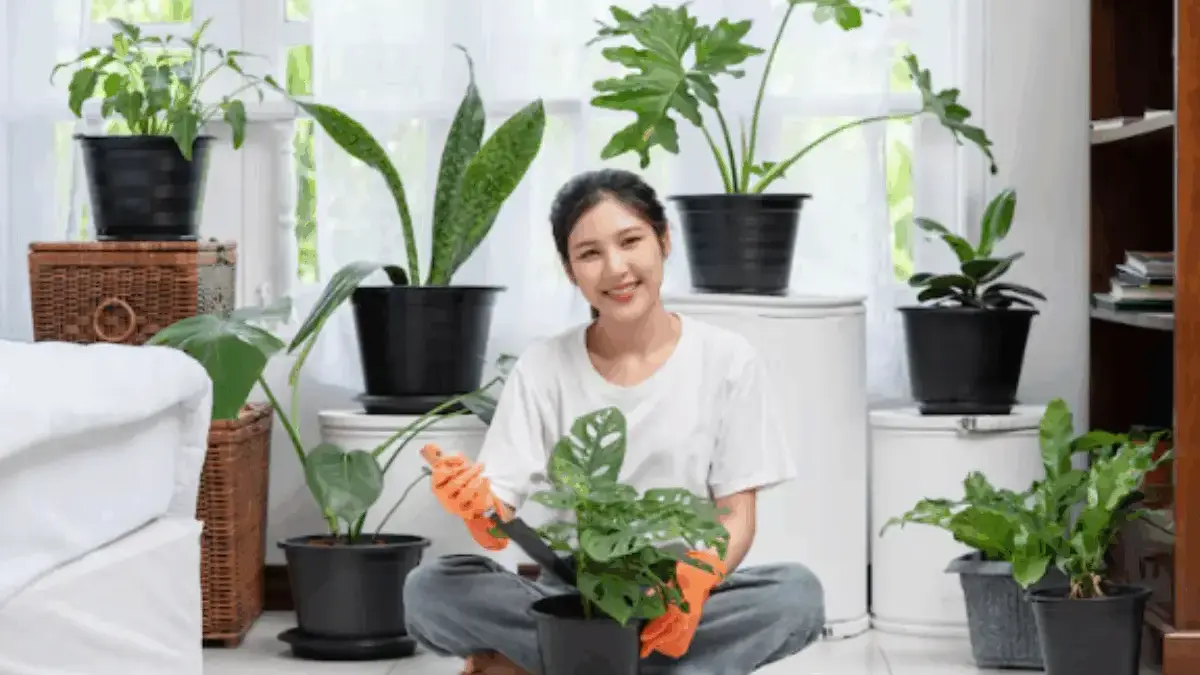 Berikut 7 Tanaman Hias Penarik Rezeki yang Cocok di Halaman Rumah Kamu, Cek Dulu Daftarnya!