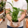 Daftar Tanaman Hias Diyakini Pembawa Sial, Apa Saja? Jangan Taruh di Rumah!