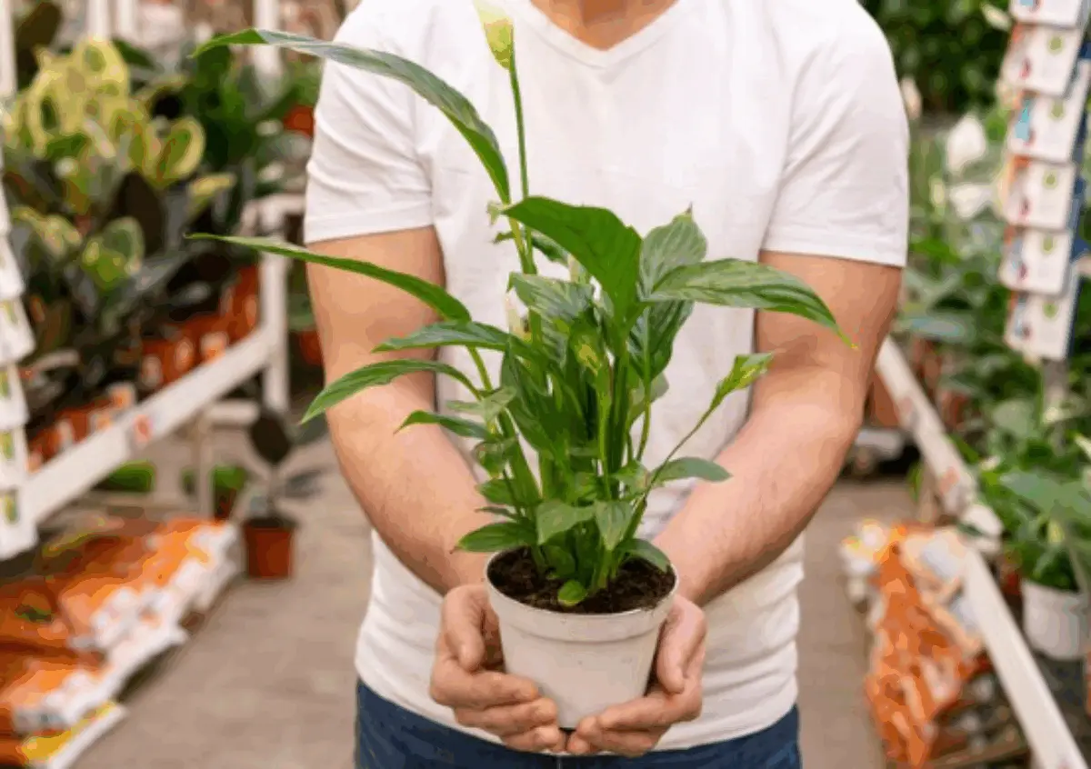 Daftar Tanaman Hias Diyakini Pembawa Sial, Apa Saja? Jangan Taruh di Rumah!