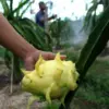 Salah satu produk Kelompok Petani Buah Naga (Panaba) Banyuwangi dari program Klasterku Hidupku BRI.