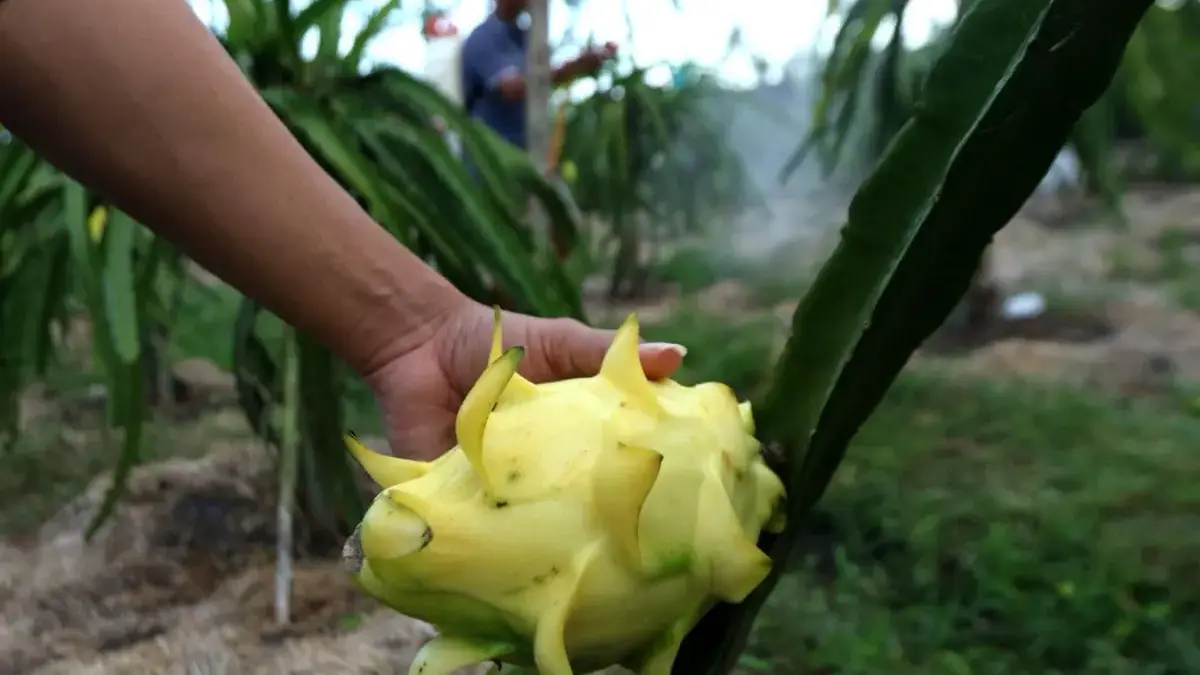 Salah satu produk Kelompok Petani Buah Naga (Panaba) Banyuwangi dari program Klasterku Hidupku BRI.