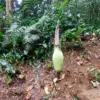Bunga Bangkai di Kebun Raya Bogor Diperkirakan Segera Mekar, BRIN Ungkap Ini Tandanya