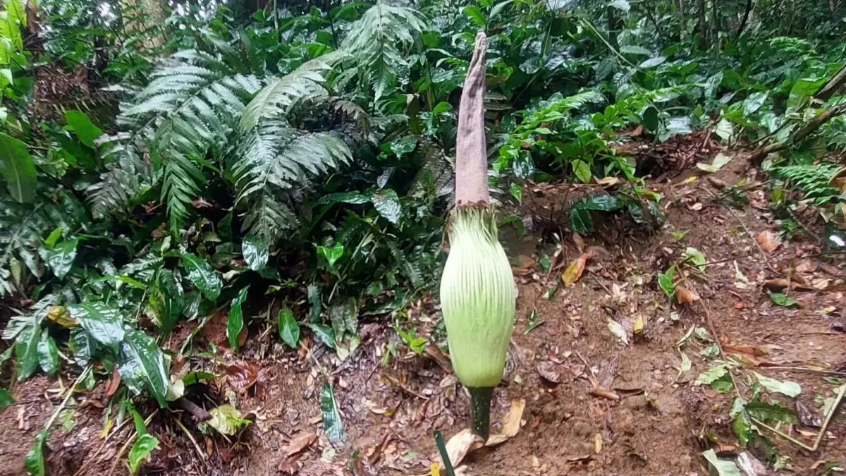 Bunga Bangkai di Kebun Raya Bogor Diperkirakan Segera Mekar, BRIN Ungkap Ini Tandanya Bunga Bangkai di Kebun Raya Bogor Diperkirakan Segera Mekar, BRIN Ungkap Ini Tandanya
